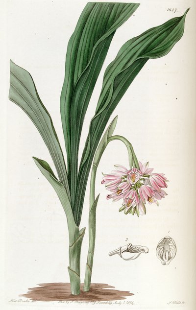 Geodorum densiflorum (als syn. Geodorum fucatum) von Miss Drake